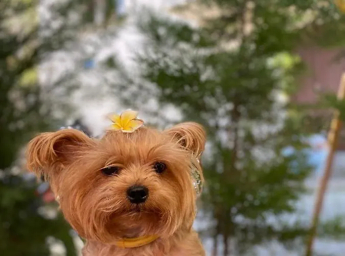 Harmony Butik (adults Only) Отель Алания