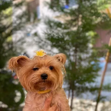 Harmony Butik (adults Only) Отель Алания